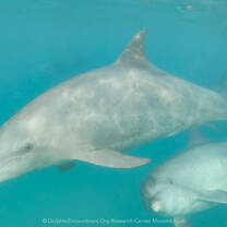 Meet the local Dolphins of Ponta