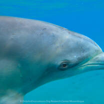 Volunteer with dolphins & whales in Mozambique