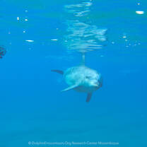 Volunteer with dolphins & whales in Mozambique