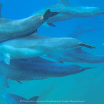 Volunteer with dolphins & whales in Mozambique