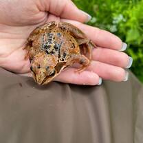 Close-up of a frog in its natural habitat during an ecology field study abroad, observing wildlife and environmental behavior