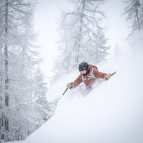powder skiing in the trees