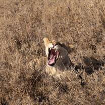 I really hope that is a yawn.