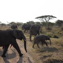 Elephant Cross Walk
