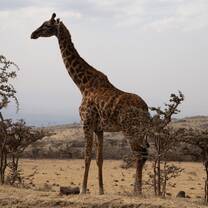 Long Tall Sally 