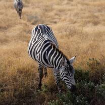 What is black and white and amazing up close?