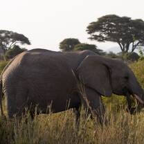 So many elephants!
