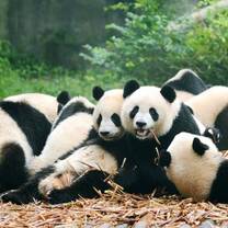 panda