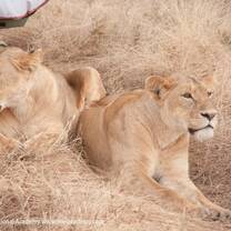 These 2 are so beautiful...and close to us.