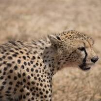 Just a reminder, I AM the fastest in the Serengeti!
