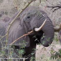 Elephant meal time