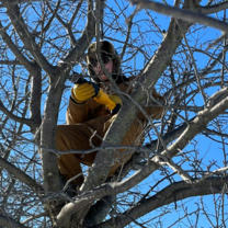 Tree pruning