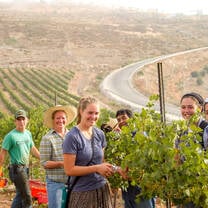 Volunteers harvesting in the vineyards of Israel