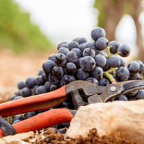 Clippers and a cluster of grapes 