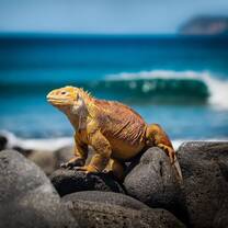 Volunteer in the Galapagos with IVHQ