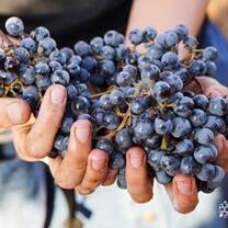 The grapes growing in Israel today are winning awards around the world