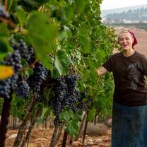 Harvesting grapes on the Mt. of Blessing in Israel