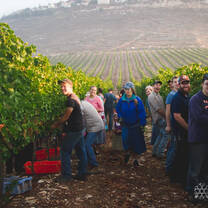 Harvesting grapes on the Mt. of Blessing in Israel