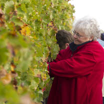 Harvesting grapes on the Mt. of Blessing in Israel