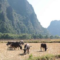 cattle 