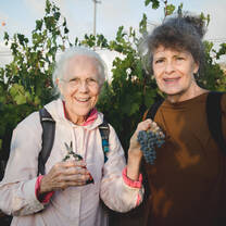 Harvesting grapes on the Mt. of Blessing in Israel