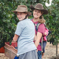 Harvesting grapes on the Mt. of Blessing in Israel