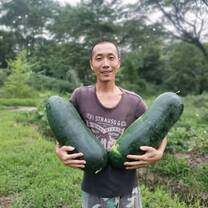 donggua