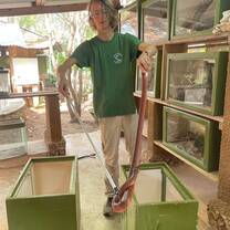 Intern handling a red spitting cobra with tongs