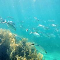 Caribbean fish