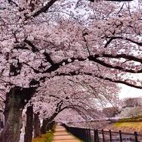 Cherry blossoms near the school