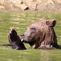 Bear rescue in Romania