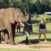 Elephant research unit in South Africa 