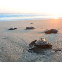 Turtle conservation in Costa Rica 