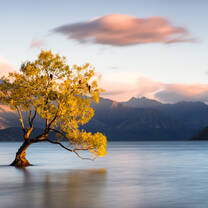 Protect the environment in New Zealand 