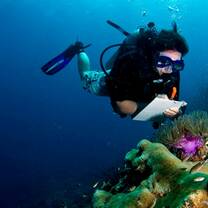 Diving internship researching in coral reefs in Thailand 