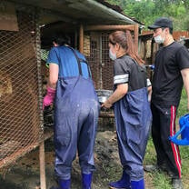 Volunteers feeding animals