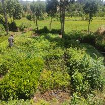 garden project
