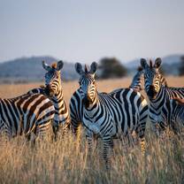 zebra