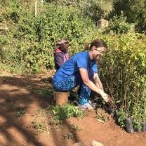 planting