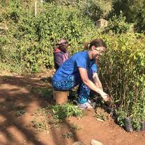 planting