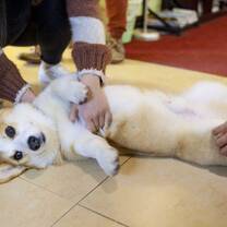 dog being pet