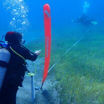 Sampling the seagrass
