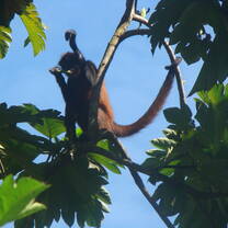 Spider monkey