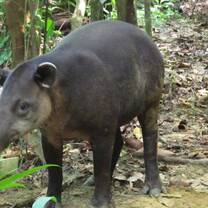 Tapir