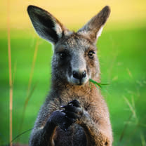 UniSC Kangaroo by Lauren Railey