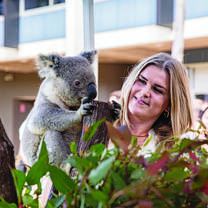 Koala at the Welcome to Australia Event