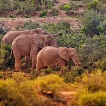 Wildlife Conservation - Elephants