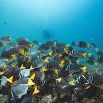 Marine Conservation Program Costa Rica