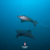 Divemaster Program Costa Rica
