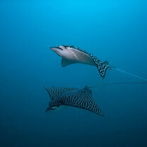 Marine Conservation Program Costa Rica